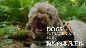 柯基最新爆料视频大全图片,揭秘最新爆料视频与图片集锦  第3张 柯基最新爆料视频大全图片,揭秘最新爆料视频与图片集锦  第3张