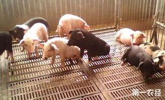 砌生猪肉完整在线观看,一场惊心动魄的美食冒险之旅 第2张 砌生猪肉完整在线观看,一场惊心动魄的美食冒险之旅 第2张