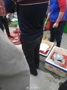 屠宰最新爆料新闻,屠宰行业惊人内幕曝光，监管漏洞亟待填补  第3张