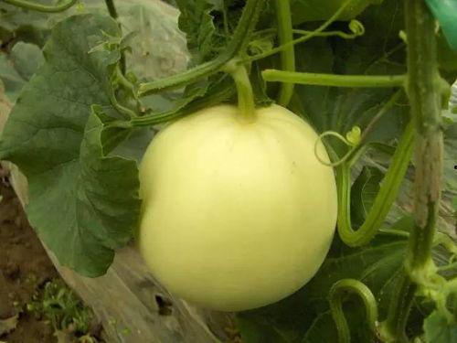 吃瓜的康县网红,揭秘网络红人的魅力与争议 第2张 吃瓜的康县网红,揭秘网络红人的魅力与争议 第2张