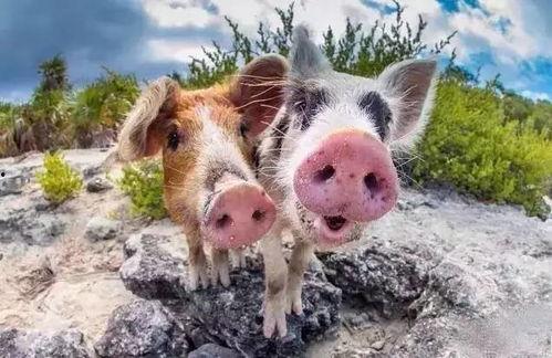 肥猪猪的日常娱乐吃瓜酱,娱乐酱的趣味生活点滴 第2张 肥猪猪的日常娱乐吃瓜酱,娱乐酱的趣味生活点滴 第2张